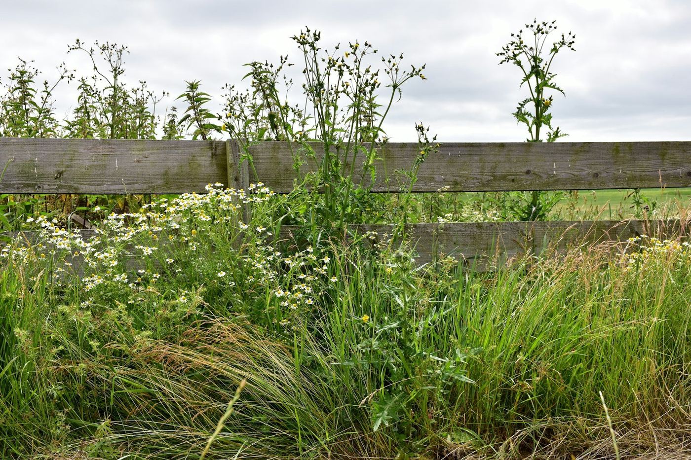 Terrain envahi par les herbes hautes et broussailles avant intervention