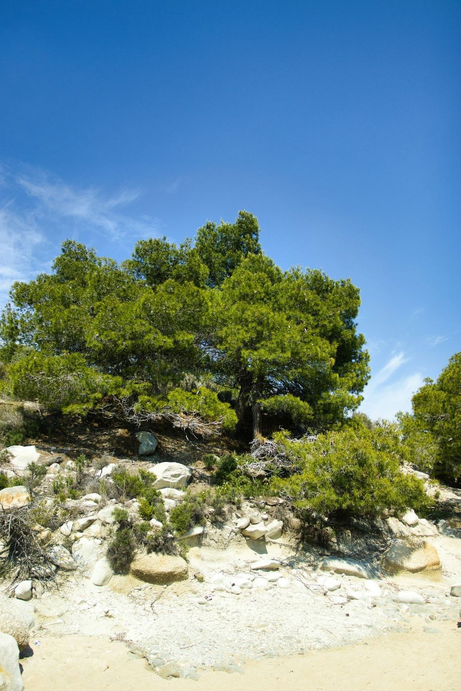 Végétation méditerranéenne dense, pins et garrigue sur terrain rocheux